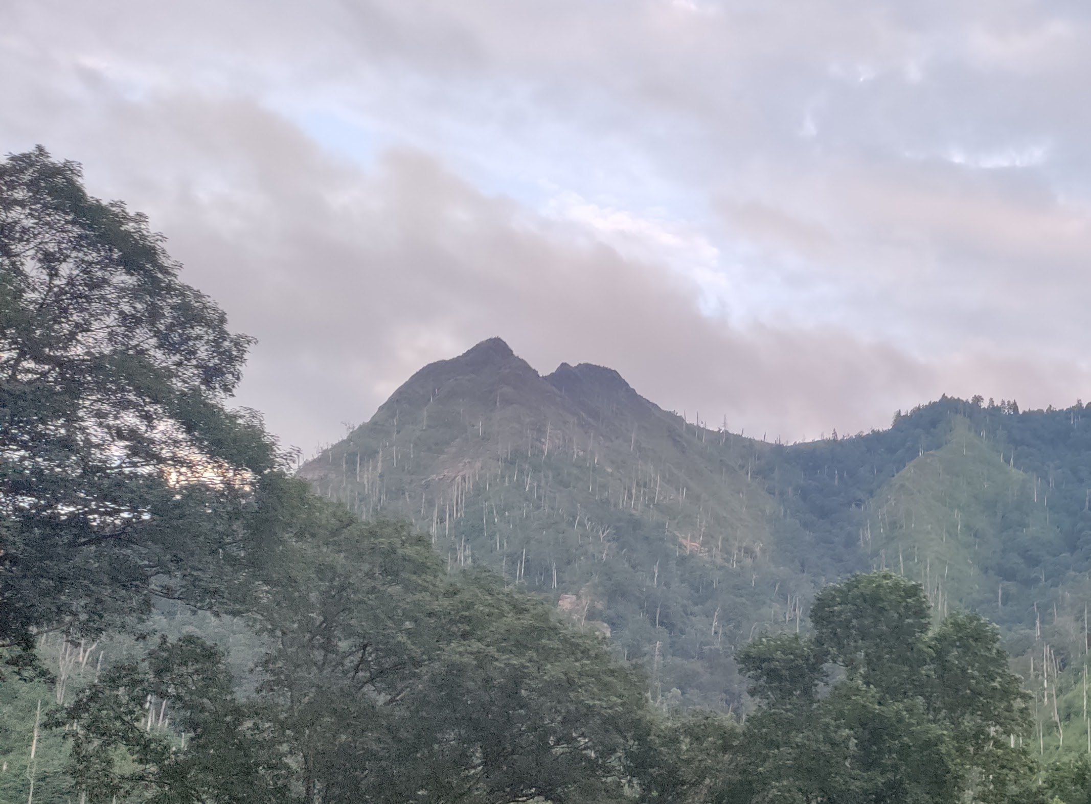 Chimney Tops Trail through the recovering forest in Great Smoky Mountains